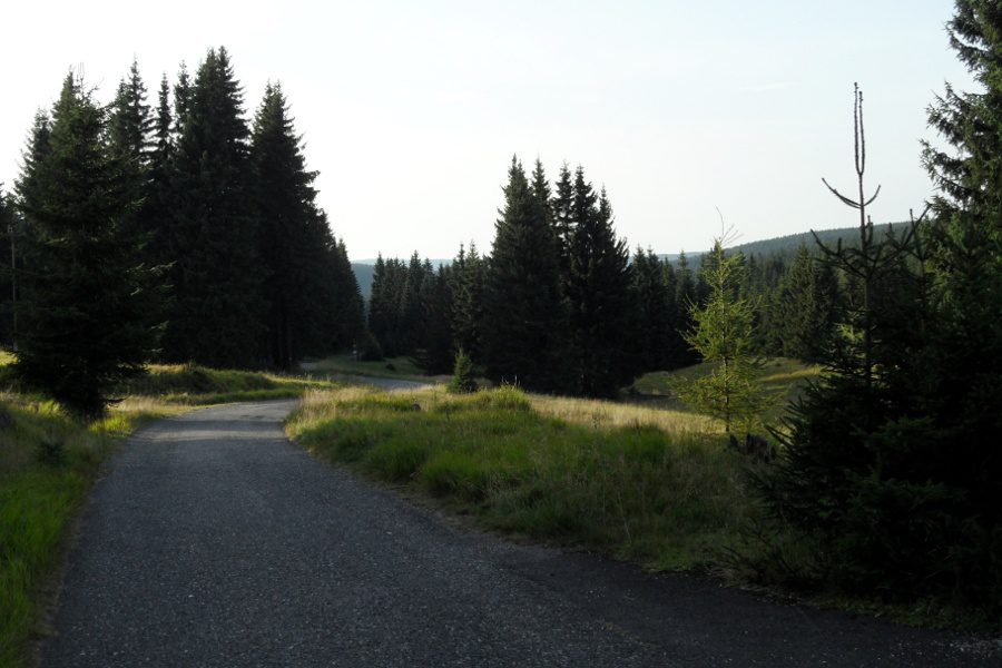 W okolicach Orla las się przerzedza